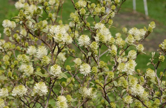 Zwerg-Federbuschstrauch - Fothergilla gardenii