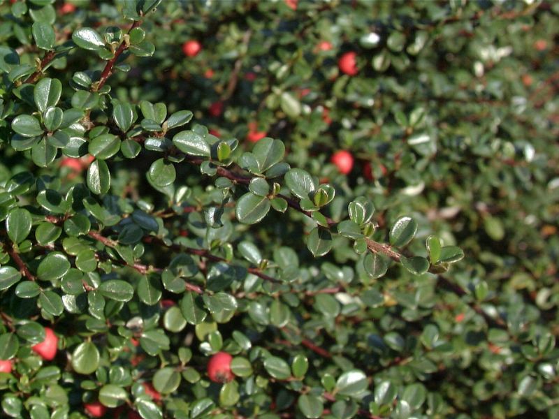 Zwergmispel 'Cochleatus' - Cotoneaster micro.'Cochleatus'