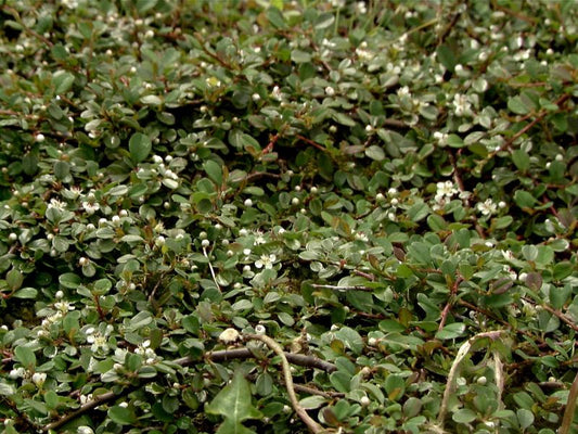Zwergmispel 'Queen of Carpets' - Cotoneaster procumbens 'Queen of Carpets'