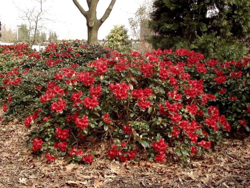 Zwergrhododendron 'Bengal' - Rhododendron repens 'Bengal'