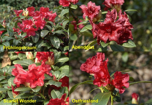 Zwergrhododendron in Sorten, PrGr.I - Rhododendron repens in Sorten, PrGr.I