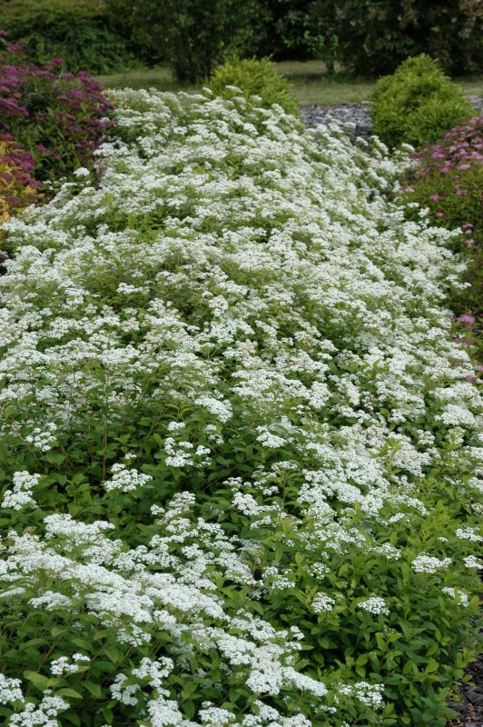 Zwergspiere - Spiraea decumbens