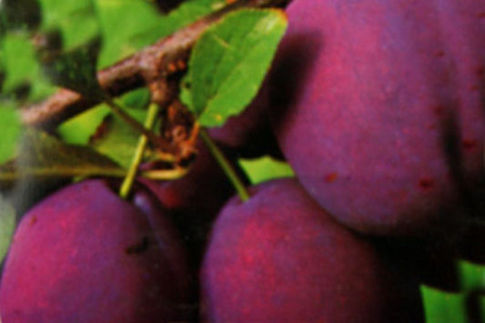 Zwetsche 'Bühler Frühzwetsche' mittelfrüh (Stämmchen) - Prunus domestica 'Bühler Frühzwetsche' CAC