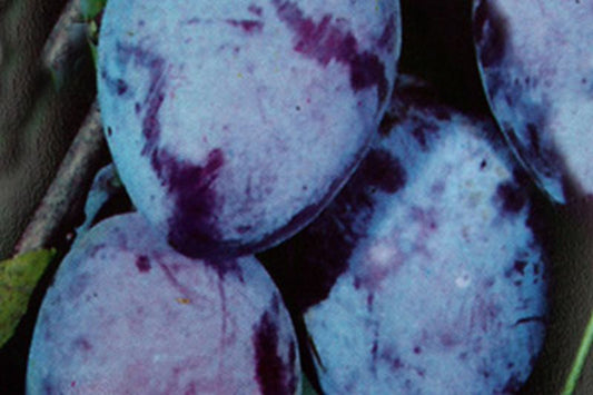 Zwetsche 'Hauszwetsche' mittelspät (Stämmchen) - Prunus domestica 'Hauszwetsche' CAC